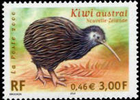 Kiwi austral Nouvelle-Zélande